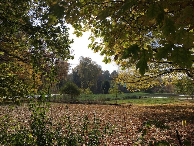 I walked along the garden on a sunny but cold day while the first leaves were falling.